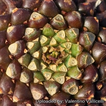 17205 valentino Valentino Vallicelli