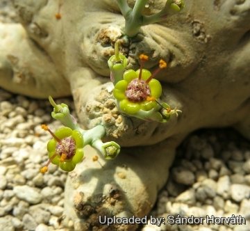 25935 kissanya Sándor Horváth