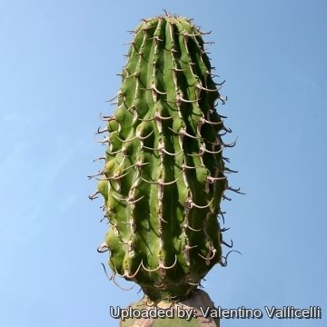 9990 valentino Valentino Vallicelli