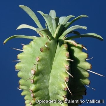 16661 valentino Valentino Vallicelli