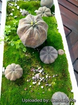 30386 gennaro Gennaro Re