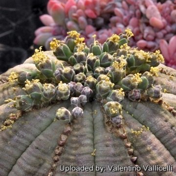 4687 valentino Valentino Vallicelli