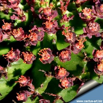 13396 cactus-art Cactus Art