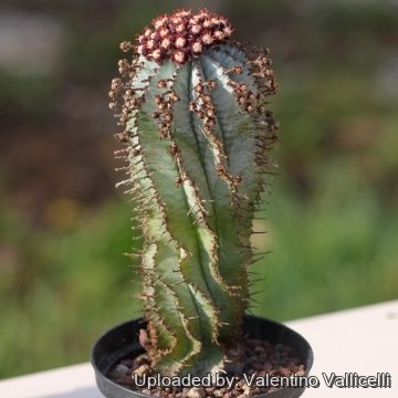 15783 valentino Valentino Vallicelli