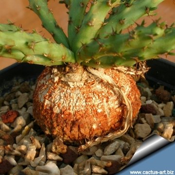 13441 cactus-art Cactus Art