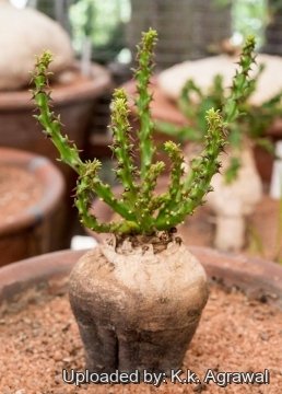 21455 agrawal K.k. Agrawal