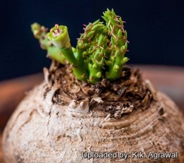 21471 agrawal K.k. Agrawal