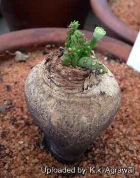 21472 agrawal K.k. Agrawal