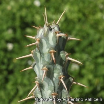 19212 valentino Valentino Vallicelli