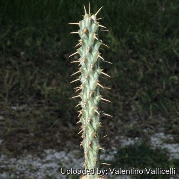 19213 valentino Valentino Vallicelli