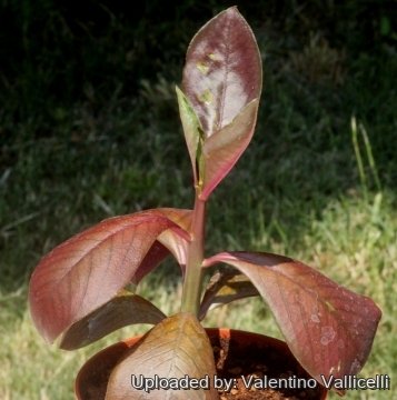 16308 valentino Valentino Vallicelli