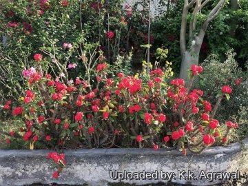 26562 agrawal K.k. Agrawal 