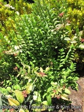 21203 star Forest Starr & Kim Starr