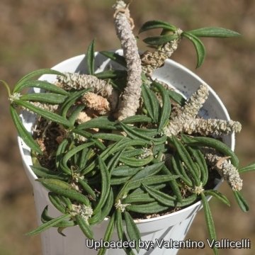 18461 valentino Valentino Vallicelli