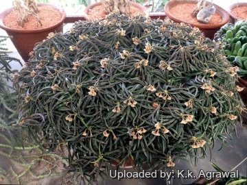 23531 agrawal K.k. Agrawal