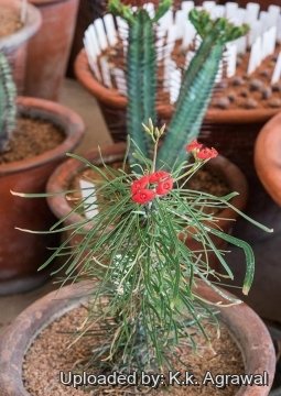 21449 agrawal K.k. Agrawal 