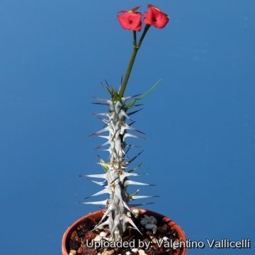 23691 valentino Valentino Vallicelli