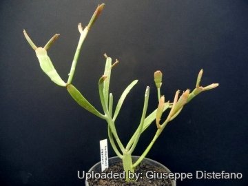 19490 giuseppe2 Giuseppe Distefano