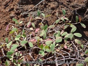 21074 star Forest Starr & Kim Starr