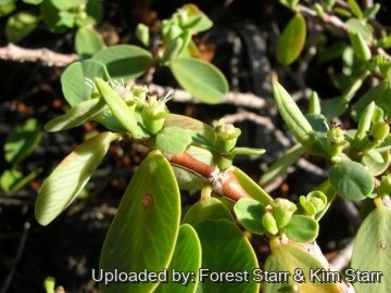 21080 star Forest Starr & Kim Starr