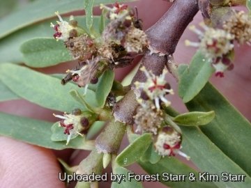 21106 star Forest Starr & Kim Starr