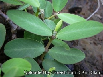 21085 star Forest Starr & Kim Starr