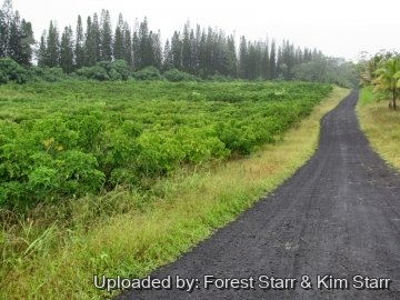21176 star Forest Starr & Kim Starr
