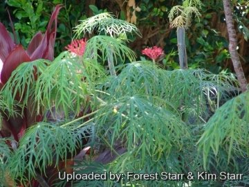 21185 star Forest Starr & Kim Starr