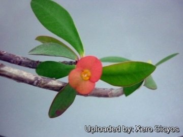 24726 xero Xero Sicyos