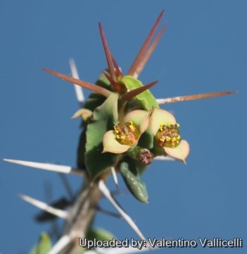 24622 valentino Valentino Vallicelli