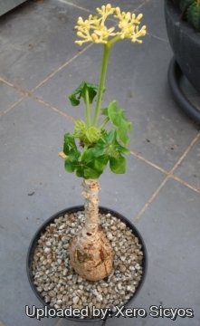 24702 xero Xero Sicyos