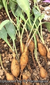 29732 plantemania © Plantemania