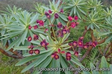 28985 RapCactus Raimondo Paladini