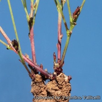 16379 valentino Valentino Vallicelli