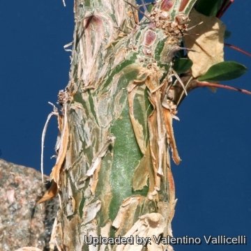 15798 valentino Valentino Vallicelli