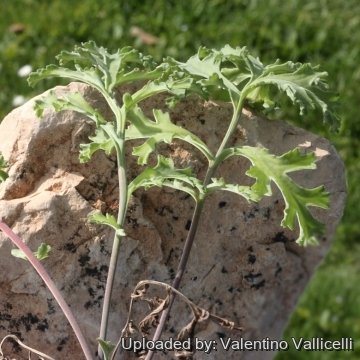 15785 valentino Valentino Vallicelli