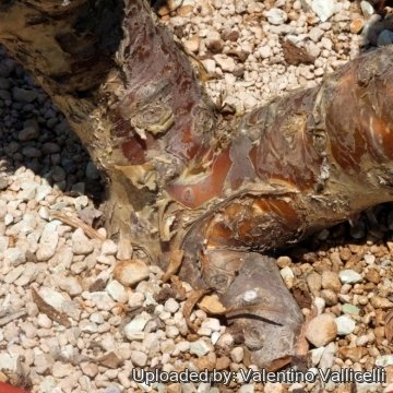 16095 valentino Valentino Vallicelli