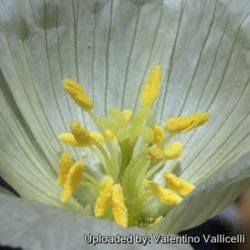 16094 valentino Valentino Vallicelli