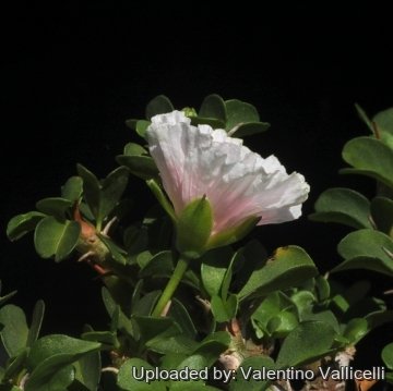 16046 valentino Valentino Vallicelli