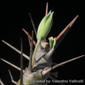 16125 valentino Valentino Vallicelli