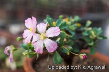 19645 agrawal K.k. Agrawal 