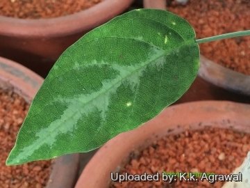 22101 agrawal K.k. Agrawal