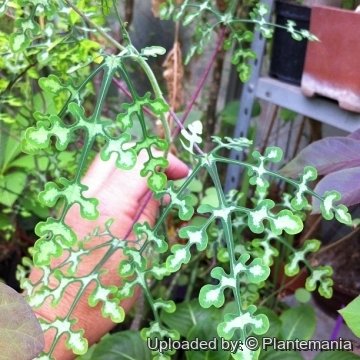 28458 plantemania © Plantemania
