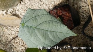 28532 plantemania © Plantemania