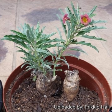 26979 frikkie Frikkie Hall