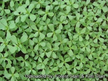 21674 star Forest Starr & Kim Starr