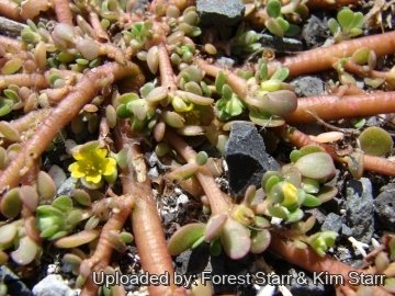 21673 star Forest Starr & Kim Starr