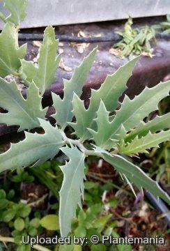 28700 plantemania © Plantemania