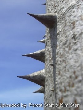 22096 star Forest Starr & Kim Starr