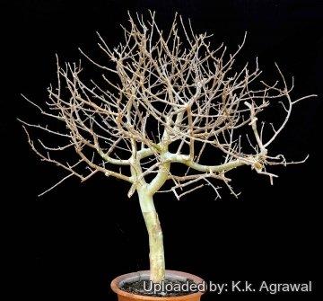 30454 agrawal K.k. Agrawal